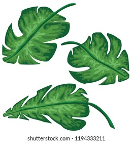 Palm tropical leaves set isolated on white background. Beautiful green leaves collection design.