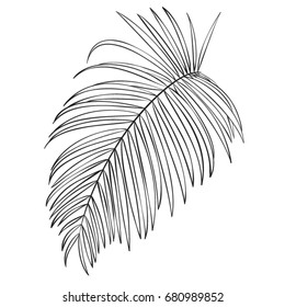 Palm. Tropical leaves. Vector illustration