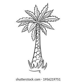 Palm. Tropical tree. Exotic flora. Cartoon style. Illustration for design and decoration.