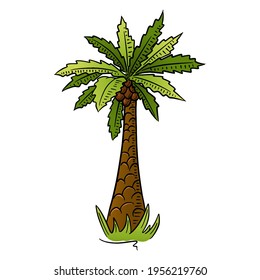 Palm. Tropical tree. Exotic flora. Cartoon style. Illustration for design and decoration.