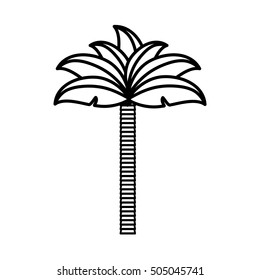 palm tropical tree isolated icon vector illustration design