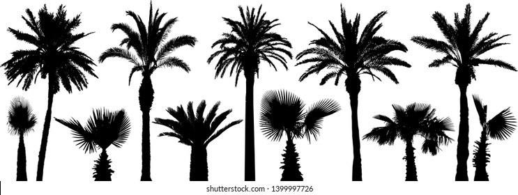 Palm tropical trees. Silhouette vector set