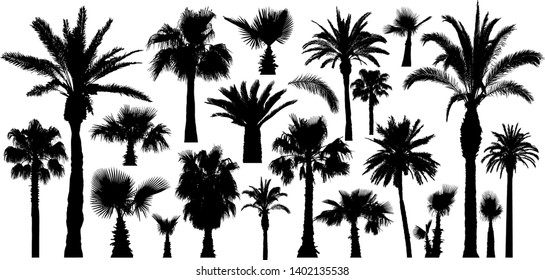 Palm tropical trees silhouettes. Isolated on white background. Vector set