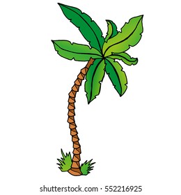 Palm. Vector illustration of a tropical palm tree. Hand drawn palm.