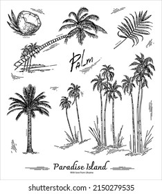 Palm. Vintage Collection Of Hand-drawn Images Of Palm Trees. Linear Drawing Of A Heavenly Island. Drawing Of Coconut And Palm Leaf. Palm Branch.