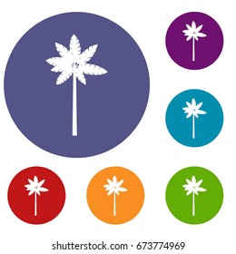 Palm woody plant icons set in flat circle reb, blue and green color for web