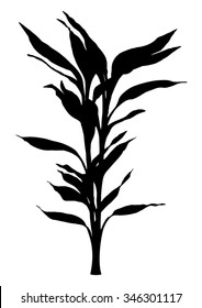 Palm - yucca - dreaceana plant - black silhouette - vector