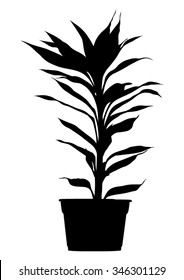 Palm - yucca in flowerpot - dreaceana plant - black silhouette - vector