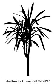 Palm - yucca tree - dreaceana plant - black silhouette - vector