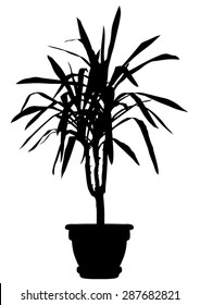 Palm - yucca tree in flowerpot - dreaceana plant - black silhouette - vector