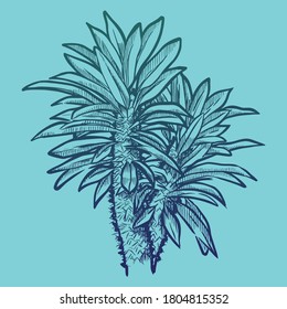 Palma de madagascar para diseñar tarjetas, postales, imprimir en textiles y productos, boceto vectorial, ilustración botanica. Vector illustration