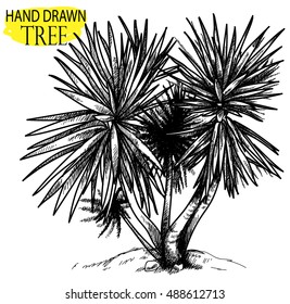 Palma. Exotic plants . Drawing by hand in vintage style .