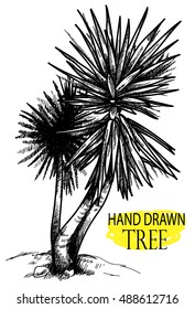 Palma. Exotic plants . Drawing by hand in vintage style .