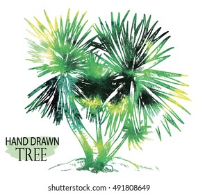 Palma. Exotic plants . Drawing by hand in vintage style .