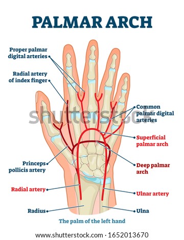 Palmar arch anatomical vector illustration diagram. Palm blood vessel system. Proper palmar digital arteries, radial artery of index finger, also ulnar and radial arteries. Health care labeled guide.