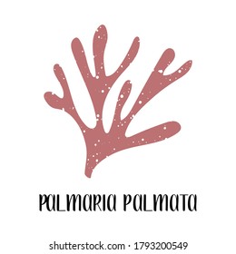 Palmaria palmata. Edible seaweed. Red algae or Rhodophyta. Sea vegetable. Vector flat illustration, isolated on white