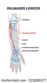 Palmaris longus skeletal and muscular body structure for human arm outline diagram. Labeled educational scheme with anatomical and medical hand inner parts physical description vector illustration.