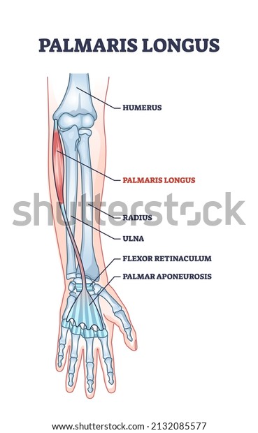 Palmaris longus skeletal and muscular body\
structure for human arm outline diagram. Labeled educational scheme\
with anatomical and medical hand inner parts physical description\
vector illustration.