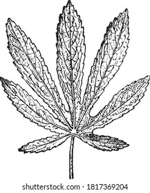 Palmate leaf (Abutilon), From the Dictionary of Word and Things, 1888.