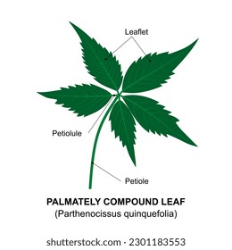 Hojas compuestas de forma palmaria, un ejemplo de hoja compuesta. Diagrama de una hoja compuesta. Parthenocissus quinquefolia.