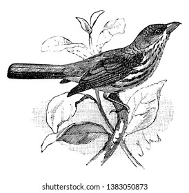 Palmchat is a small passerine bird in the Dulidae family, vintage line drawing or engraving illustration.