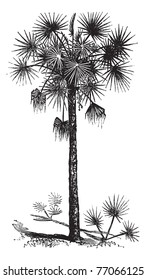 Palmetto or Cabbage Palm or Cabbage Palmetto or Palmetto Palm or Sabal Palm or Sabal palmetto, vintage engraving. Old engraved illustration of a Palmetto tree. Trousset Encyclopedia