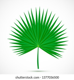 Palmetto Leaf. Tropical Plant Isolated On White Background. Flat Style Botanical Vector Illustration