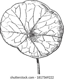 Palminerve leaf (Nasturtium), From the Dictionary of Word and Things, 1888.