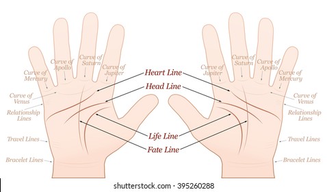 Palmistry - right and left hand - main lines and minor lines with names. Vector illustration on white background.