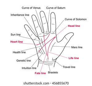 Palmistry. Value lines on the human hand. Vector illustration of a human hands with lines.
