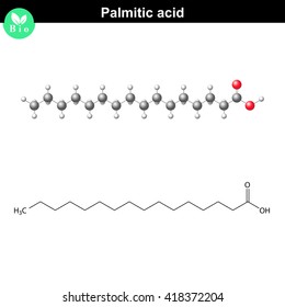 Palmitic acid molecule, molecular structure, 2d and 3d illustration, vector, eps 8