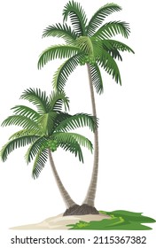 Palms. Coconut trees on the beach, vector illustration isolated on white background