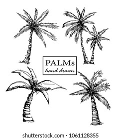 palms set. trees sketch. Hand drawn