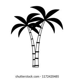 Palms tree isolated in black and white