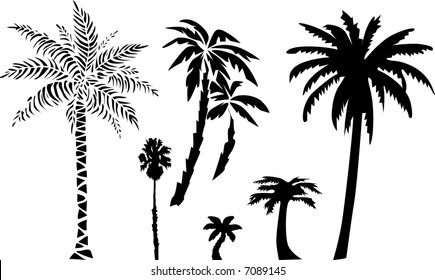 Palms (vector)