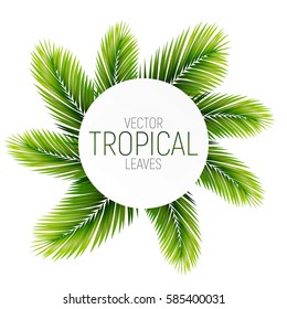 Palms vector illustration. Vector trendy palm leaves. Tropical palms