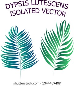Palmtree leaves vector isolated. Cool palm branch. Dypsis lutescens illustration. Home plant isolated.