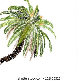 palm-tree on white background