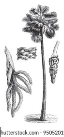 Palmyra palm (Borassus flabelliformis) / vintage illustration from Meyers Konversations-Lexikon 1897