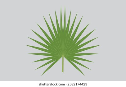 Palmyra palm leaf Vector Art Illustration Isolated on white background
