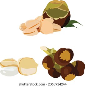 palmyra sugar palm fruit vector illustration