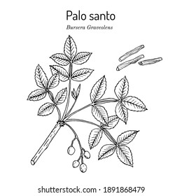 Palo santo, or holy stick (Bursera graveolens), wild tree of tropical forests, medicinal plant. Hand drawn botanical vector illustration