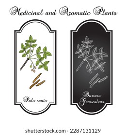 Palo santo, or holy stick (Bursera graveolens), wild tree of tropical forests, medicinal plant. Hand drawn botanical vector illustration