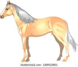 Palomino Horse,  Stallion Galop ,  Animal - Vector Illustration