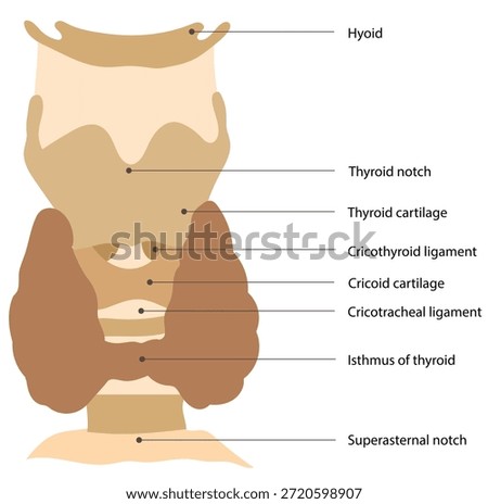 Palpable structures on the anterior neck are identified along with their corresponding cervical vertebral levels, aiding surface anatomy and clinical examination.