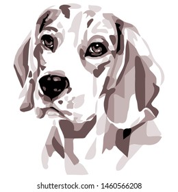 Palu, Indonesia - July 25 2019: Simple and minimal color Beagle dog illustration, isolated style on white square background