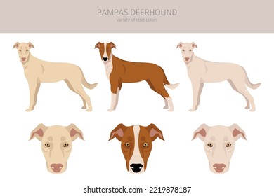 Pampas Deerhound clipart. All coat colors set.  All dog breeds characteristics infographic. Vector illustration