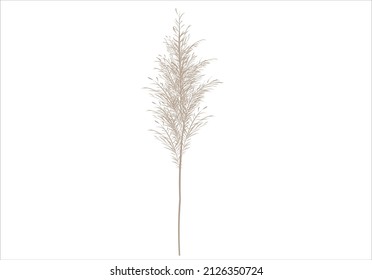 pampas design vector hand drawn