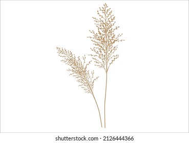 pampas design vector hand drawn