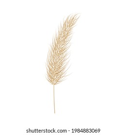 Pampas dry gold grass. One branch of pampas grass. Panicle, feather flower head. Vector